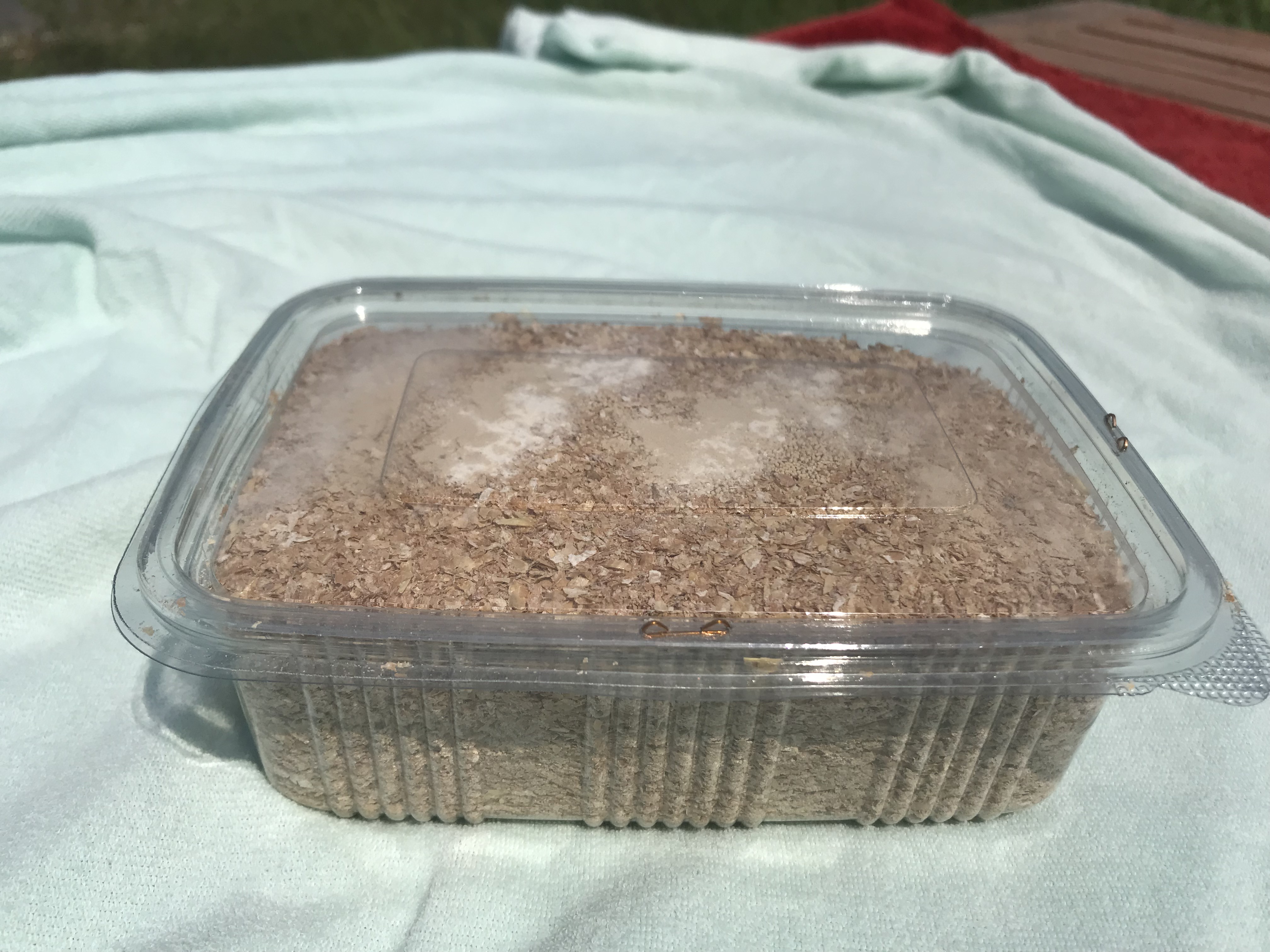 Morio yataklık.jpeg